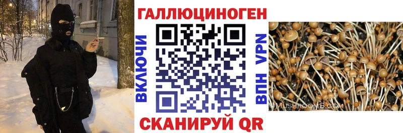Галлюциногенные грибы Psilocybine cubensis  Аксай 