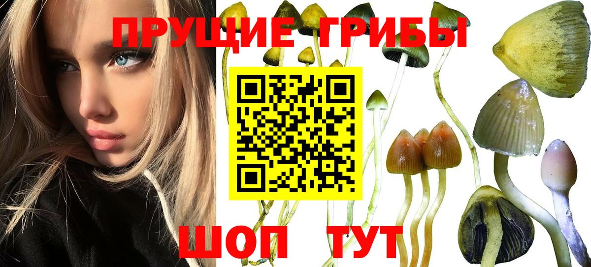 Псилоцибиновые грибы GOLDEN TEACHER Аксай